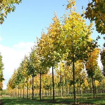 APCL_Sol_baum_5xv_200-300x25-30x500-700_R_BRE103_09_11_06_14426.jpg