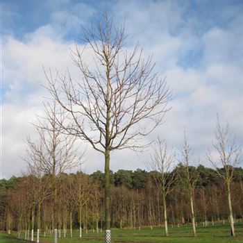 APCL_Sol_baum_5xv_200-300x30-35x500-700a_R-337_20_11_15_jh_41169.jpg
