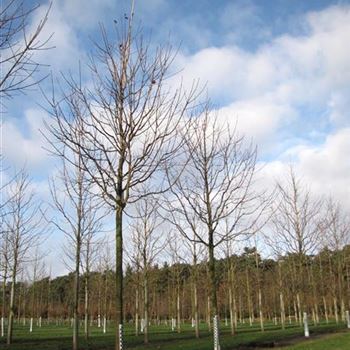 APCL_Sol_baum_5xv_200-300x30-35x500-700_R-337_20_11_15_jh_41168.jpg