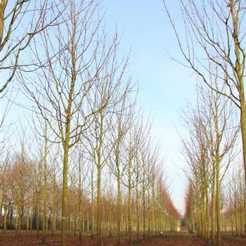 APCL_Sol_baum_5xv_300x30-35x-700_STH250-300_R_STE57_2_02_12_08_26553.jpg