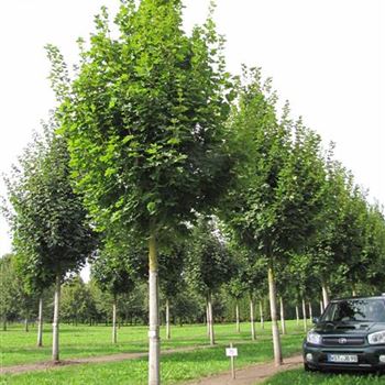 APCL_Sol_baum_6xv_300-400x45-50x700-900_R-76_09_09_13_jh_38116.jpg