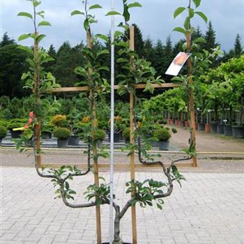 Malus_domestica_in_Sorten_Doppel-U-Form_Co_COII_B_Helmich_09_07_08_24380.jpg