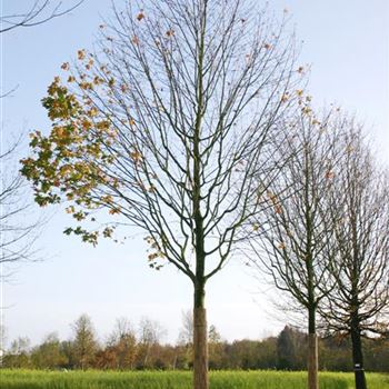 APCL_Sol_baum_6xv_300-400x50-60x700-900_R_BO343_14_11_05_6055.jpg