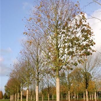 APCL_Sol_baum_6xv_300-400x60-70x700-900_R_BO343_14_11_05_6062.jpg