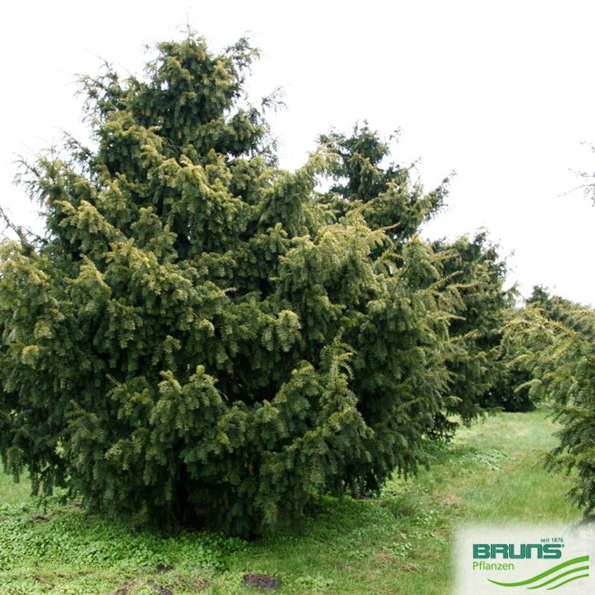 Taxus baccata 'Dovastonii Aurea' von Bruns Pflanzen