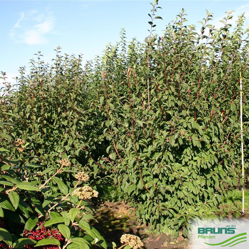 1 X VIBURNUM BODNANTENSE 'DAWN' ARBUSTE CADUC RÉSISTANT POUR JARDIN EN 3L POT 1 X VIBURNUM BODNANTENSE 'DAWN' ARBUSTE CADUC RÉSISTANT POUR JARDIN EN 3L POT
