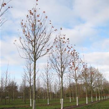 ARRSU_Sol_baum_5xv_200-300x30-35x500-700_R-1134_20_11_15_jh_41208.jpg