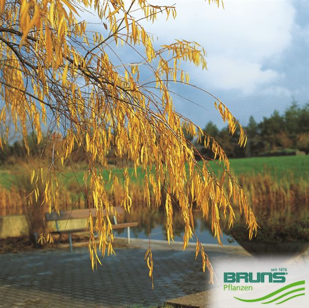 Saule à feuilles de romarin (Salix rosmarinifolia) : taille, bouturage