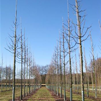 ACEL_H_3xv_STU18-20_geschnittene_Kronen_R_HEM234_2_04_03_10_33525.jpg