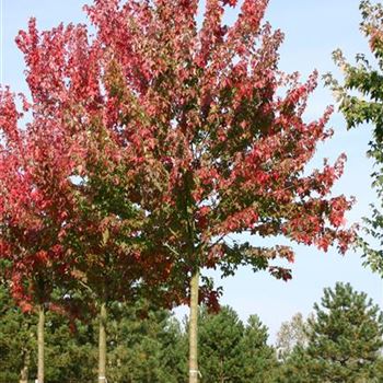 ARRSU_Sol_baum_5xv_200-300x35-40x500-700_R_ON1065_10_10_05_4751.jpg