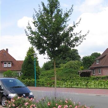 ACEL_H_18-20_Landschaft_Ochholt-Westring_J_He_07_07_05_3643.jpg