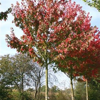 ARRSU_Sol_baum_5xv_200-300x35-40x500-700_R_ON1065_2_10_10_05_4750.jpg