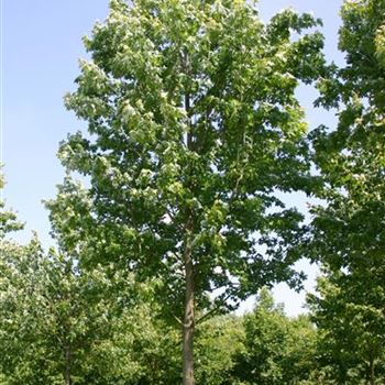 ARRSU_Sol_baum_6xv_300-400x50-60x700-900_R_GE-HM1095_16_06_05_1777.jpg