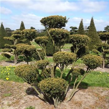 TCU_Bonsai-Form_6xv_150-200x150-175_O-751_23_04_15_kd_39725.JPG