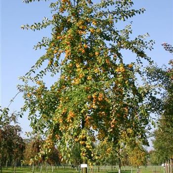 MBU_Sol_baum_5xv_150-200x35-40_Frucht_R_CA527_12_10_05_6217.jpg