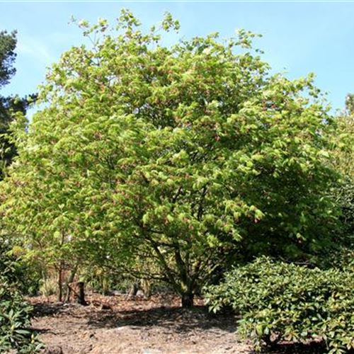 Acer japonicum 'Aconitifolium'