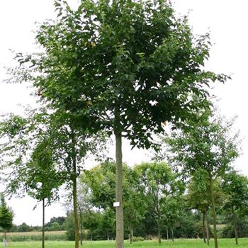 ARUF_Sol_baum_5xv_200-300x35-40x500-700_R_SCHR_KA1005_09_08_05_3071.jpg