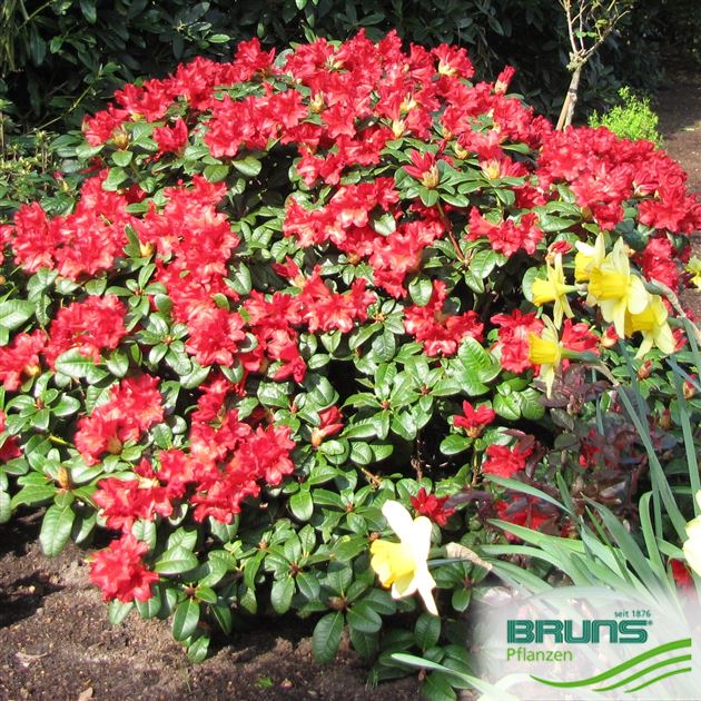 Rhododendron repens 'Scarlet Wonder' von Bruns Pflanzen