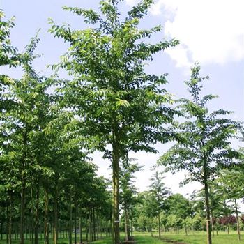 PYE_Sol_baum_4xv_150-200x20-25x400-500_R_GER115_3_30_05_07_18202.jpg