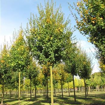 ACEL_Sol_baum_5xv_200-300x25-30x400-500_R-515_18_10_12_jh_38471.jpg