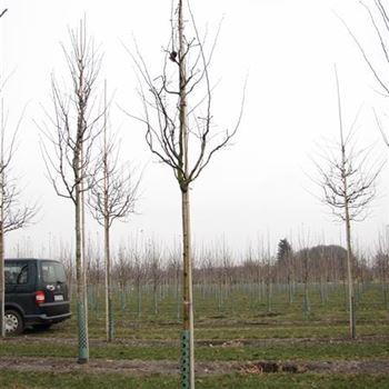 QUIKAP_Sol_baum_3xv_10-12a_R-553_07_03_13_jh_38941.jpg