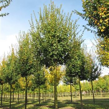 ACEL_Sol_baum_5xv_200-300x30-35x400-500_R-515_18_10_12_jh_38472.jpg