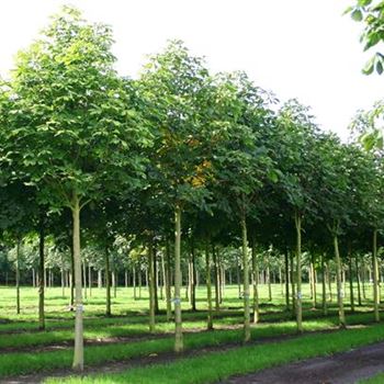 AHI_Sol_baum_5xv_200-300x30-35x400-500_R_BRE156_29_09_05_4411.jpg