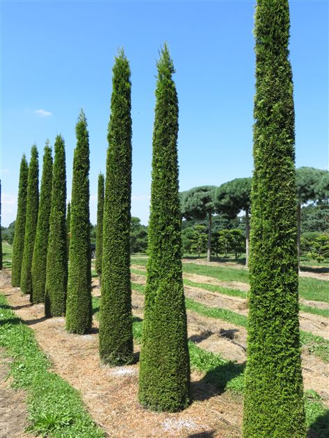 Thuja occidentalis 'Smaragd', Smaragd-Lebensbaum von Bruns Pflanzen