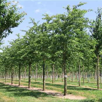 PYE_Sol_baum_5xv_200-300x40-45x500-700_R_WE548_25_06_08_24243.jpg