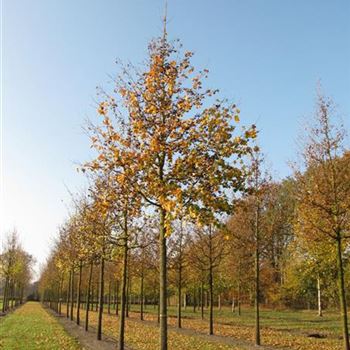 ACEL_Sol_baum_5xv_200-300x30-35x400-500_R-410_11_11_11_jh_37087.jpg