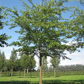 PYE_Sol_baum_6xv_300-400x50-60x500-700_R-1151_09_09_13_jh_38256.jpg