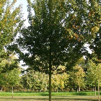 ACEL_Sol_baum_5xv_200-300x30-35x400-500_STH200-225_R_ROTB408_27_10_06_14131.jpg