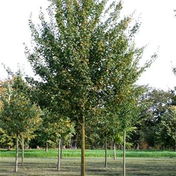 ACEL_Sol_baum_5xv_200-300x30-35x400-500_STH200-225_R_ROTB408_3A_27_10_06_14130.jpg