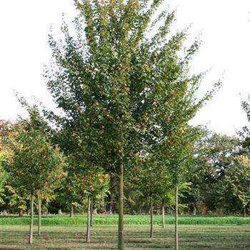 ACEL_Sol_baum_5xv_200-300x30-35x400-500_STH200-225_R_ROTB408_3_27_10_06_14128.jpg