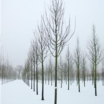 PCBHI_Sol_baum_4xv_100-150x25-30x400-500_R_CA_18_02_10_33437.jpg