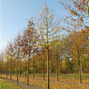 ACEL_Sol_baum_5xv_200-300x30-35x400-500a_R-410_11_11_11_jh_37088.jpg