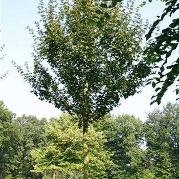 ACEL_Sol_baum_5xv_200-300x30-35x400-500_R_ROTB409_3_22_09_05_4152.jpg