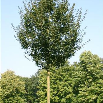 ACEL_Sol_baum_5xv_200-300x30-35x400-500_R_ROTB409_2_22_09_05_4151.jpg