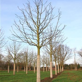 AHI_Sol_baum_6xv_300-400x60-70x500-700_R_BU1131_2_10_01_08__21911.jpg