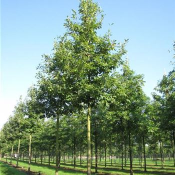 QPET_Sol_baum_4xv_150-200x25-30x400-500_G-824_18_09_14_jh_40671.jpg