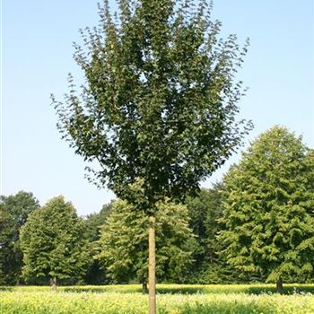 ACEL_Sol_baum_5xv_200-300x30-35x400-500_R_ROTB409_22_09_05_4154.jpg