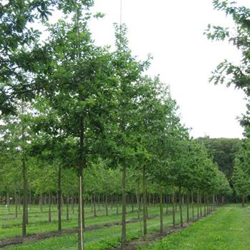 QPET_Sol_baum_5xv_200-300x30-35x500-700_G_WI504_06_07_10_34850.jpg