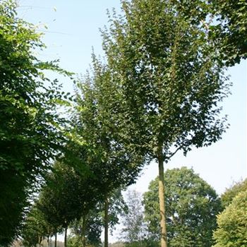 ACEL_Sol_baum_5xv_200-300x30-35x400-500_R_ROTB409_4_22_09_05_4153.jpg