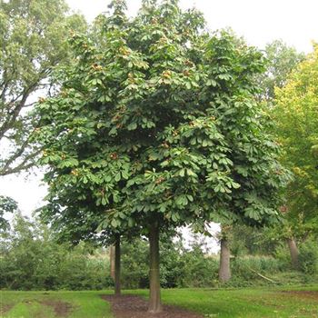 AHI_Sol_baum_7xv_300-400x70-80x700-900_R_BU1131_04_10_10_35652.jpg