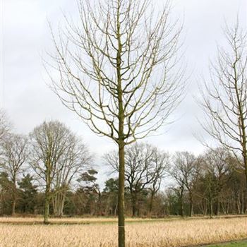 ACEL_Sol_baum_5xv_200-300x40-45x500-700_R_ROTB409_28_02_07_16291.jpg