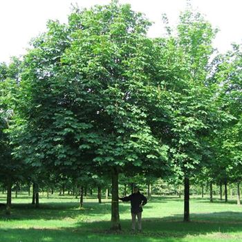 AHI_Sol_baum_8xv_400-600x80-90x900-1200_R_JDB_2_13_06_05_1583.jpg