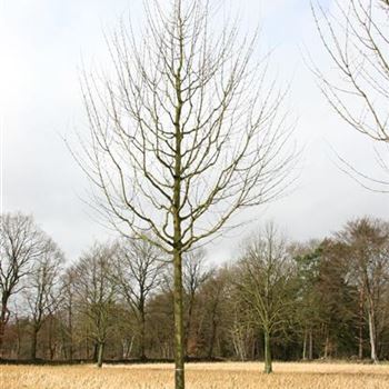 ACEL_Sol_baum_5xv_200-300x40-45x500-700_R_ROTB409_4_28_02_07_16289.jpg