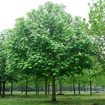 AHI_Sol_baum_8xv_400-600x80-90x900-1200_R_BO350_2_02_05_05_5521.jpg