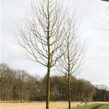 ACEL_Sol_baum_5xv_200-300x40-45x500-700_R_ROTB409_3_28_02_07_16288.jpg