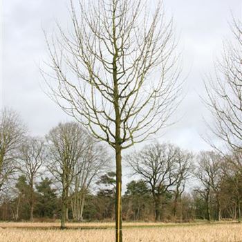 ACEL_Sol_baum_5xv_200-300x40-45x500-700_R_ROTB409_2_28_02_07_16287.jpg